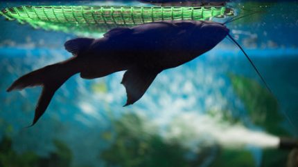 Melanistic Upside Down Catfish (Synodontis nigriventris)