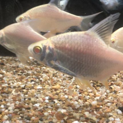 Albino Tinfoil Barb (Barbonymus schwanenfeldii)