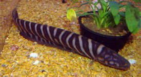 Zebra Knifefish (Gymnotus pedanopterus)