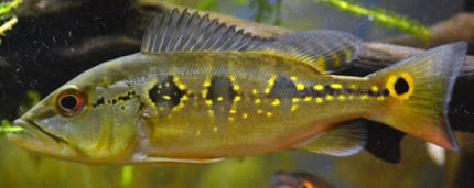 Orinoco Peacock Bass (Cichla orinocensis)
