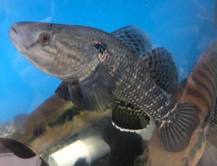 Jade Sleeper Goby (Dormitator maculatus)
