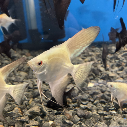 Bulgarian Green Seal Point Angelfish (Pterophyllum scalare sp)