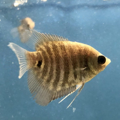 db52e8_d46cdca3347140cf80c26e120c288322_mv2_large