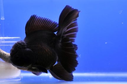 Black Oranda Goldfish (Carassius auratus)