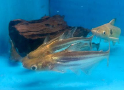 Iridescent Shark (Pangasianodon hypophthalmus)