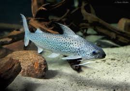 Lince Catfish (Platynematichthys notatus)