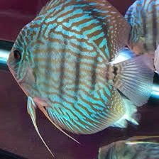 Blue Turquoise Discus (Symphysodon aequifaciatus)