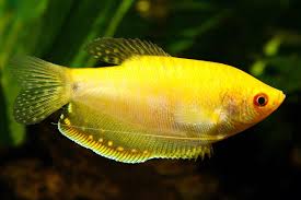 Gold Gourami (Trichogaster trichopterus)