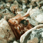 Dusky Jawfish