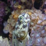 Shop Dusky Jawfish