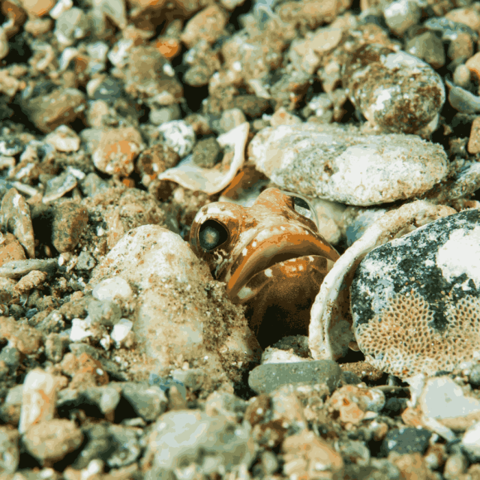 Dusky Jawfish (large)