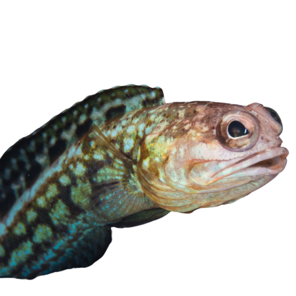 Buy Dusky Jawfish