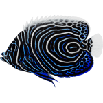 Buy Emperor Angelfish