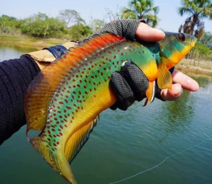 Rosemariae Pike Cichlid (Crenicichla rosemariae)
