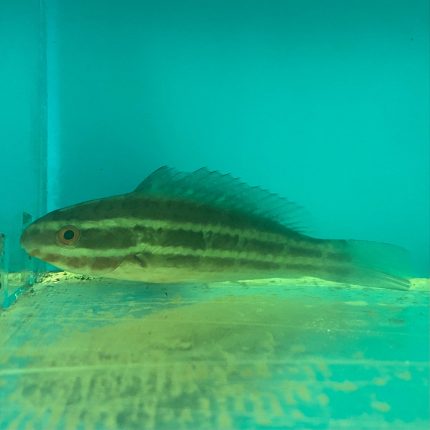 Shop Lined Parrotfish