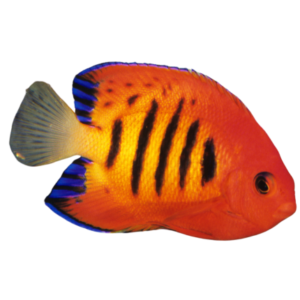 Get Flame Angelfish