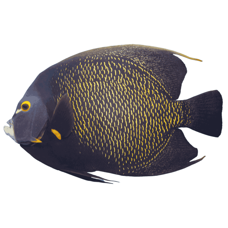 Medium Angelfish Angelfish for Sale | Majestic Showpieces - AquaFish Depot