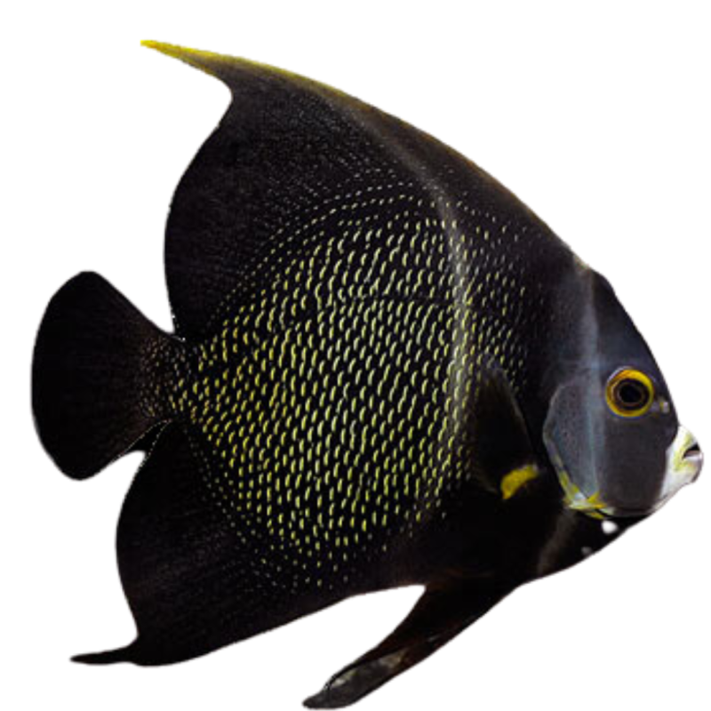 Medium Angelfish Angelfish for Sale | Majestic Showpieces - AquaFish Depot