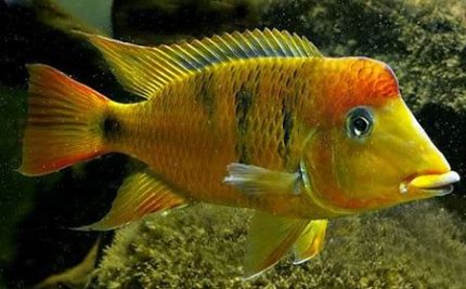 Redhump Eartheater (Geophagus steindachneri)