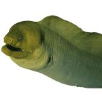 Green Moray (Large 3-5 ft.)