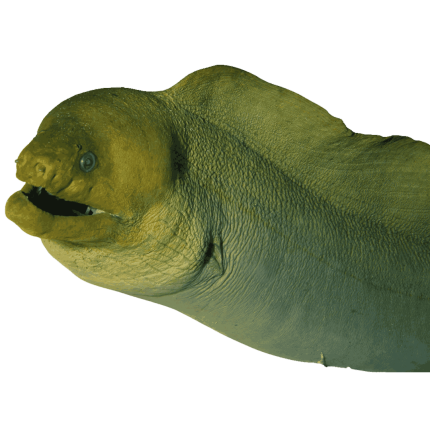 Green Moray (Large 3-5 ft.)