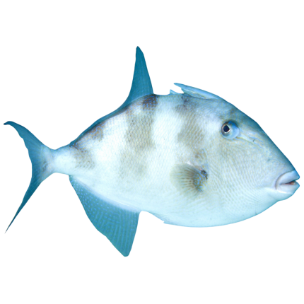 Gray Trigger (Large 5-8 inches)