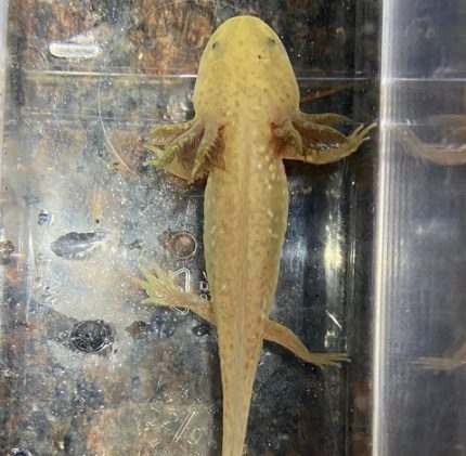 Copper Axolotl (Ambystoma mexicanum)