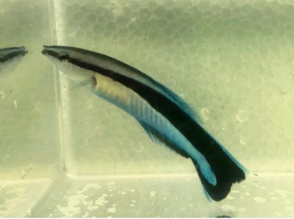 Buy Blue Streak Cleaner Wrasse