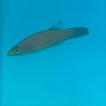 Cave Basslet on Sale