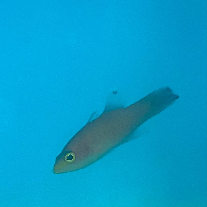 Shop Cave Basslet
