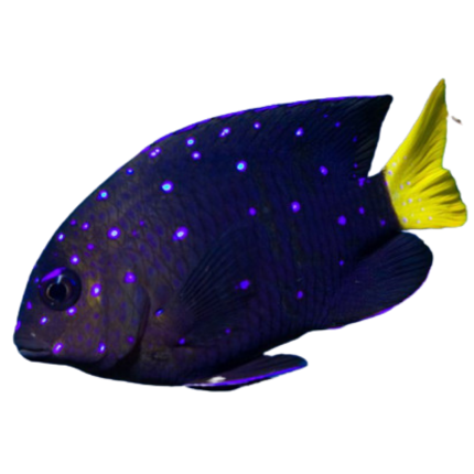 Buy Jewel Damsels