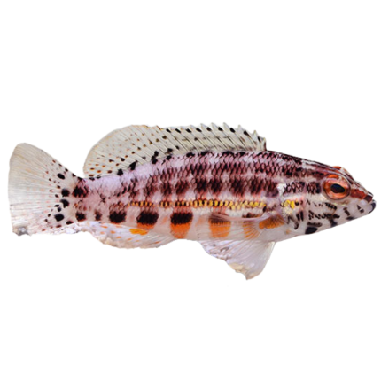 Shop Lantern Basslet