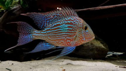 Sveni Eartheater Cichlid Parana (Geophagus sveni)