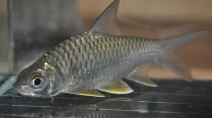 Lemon Fin Barb (Hypsibarbus wetmorei)