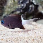 Buy Bicolor Chromis
