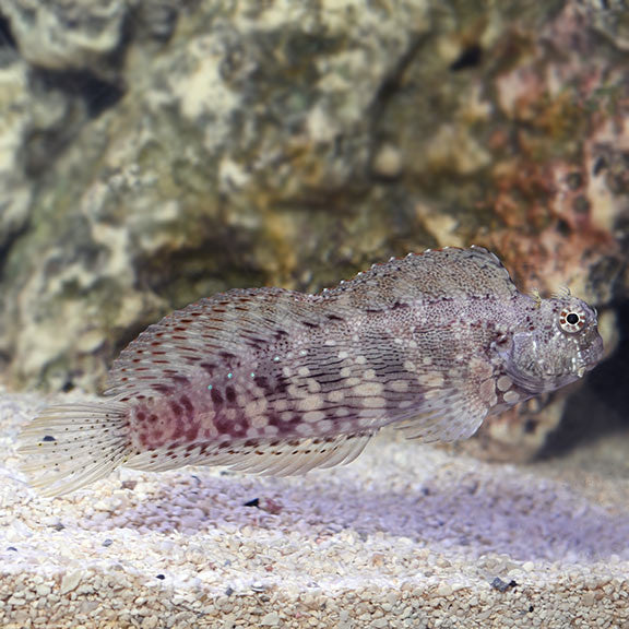 lg_71848_sailfin_algae_blenny__05031-1582043981-1280-1280_d026a99e-c726-4b34-b494-27c65709d48f Algae Blenny on Sale