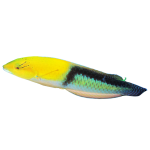 Buy Yellowhead Wrasse