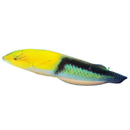 Buy Yellowhead Wrasse