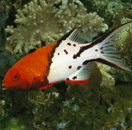 Lyretail Hogfish