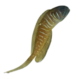 Lyretail Jaw on Sale