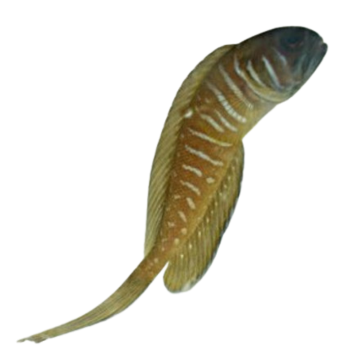 Lyretail Jaw on Sale