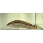 Buy Slipdick Wrasse