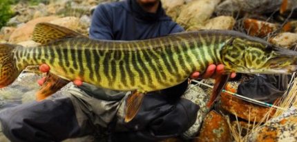 Tiger Muskie (Esox sp)