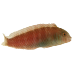 Pearly Razor Wrasse (2-4 inches)