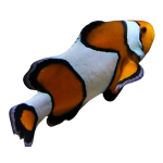 Buy Percula Clown Fish