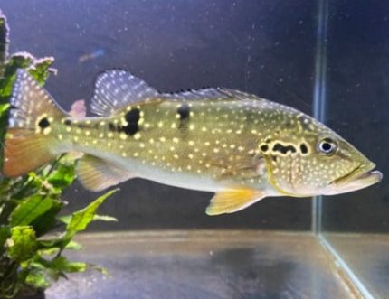Pinima Peacock Bass (Cichla pinima)