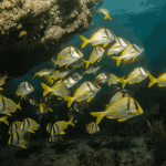 Pork Fish (Medium 3-5")