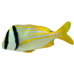Buy Pork Fish