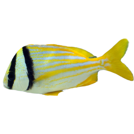 Buy Pork Fish