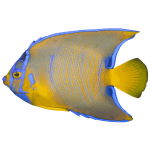 Queen Angelfish (Medium 3-5 inches)